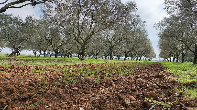 Ein Beispiel für Agroforst: ein Feld mit Bäumen 