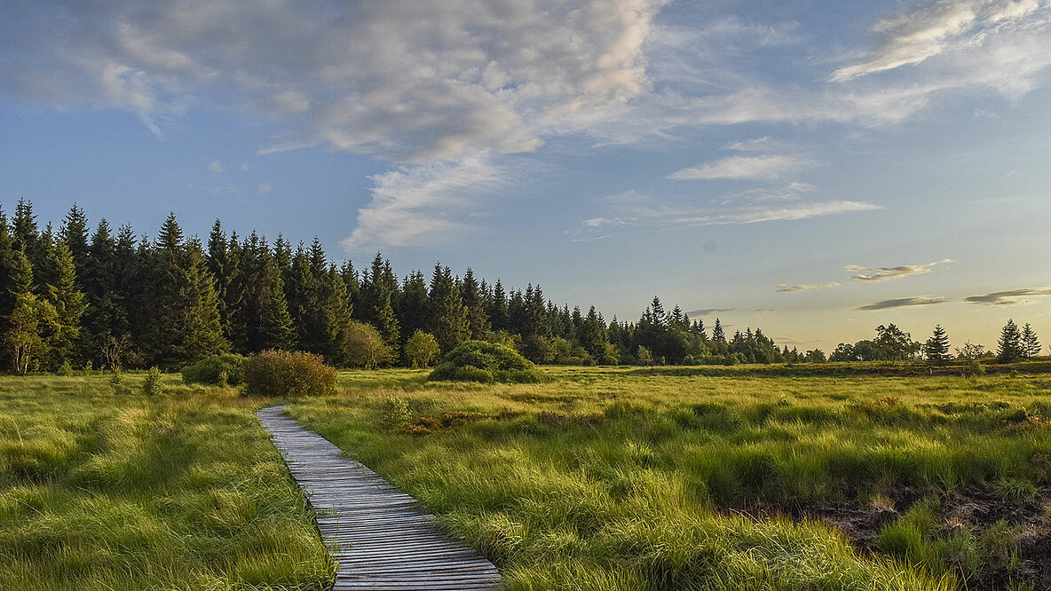 Naturlandschaft Moor im Hohen Venn