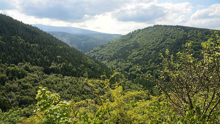 naturbelassener Wald