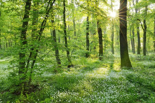 Ein lichtdurchfluteter Mischwald bei Sonnenschein. 